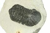 Bargain, Austerops Trilobite - Ofaten, Morocco #287589-1